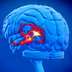 Welcome to the Limbic System