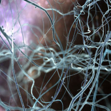 Brain Neurons
